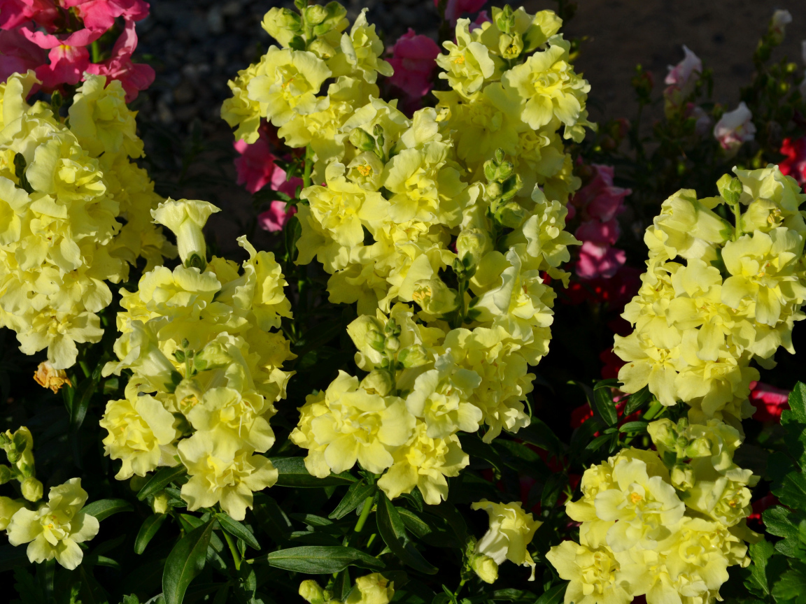 Красивые желтые цветы Львиный зев