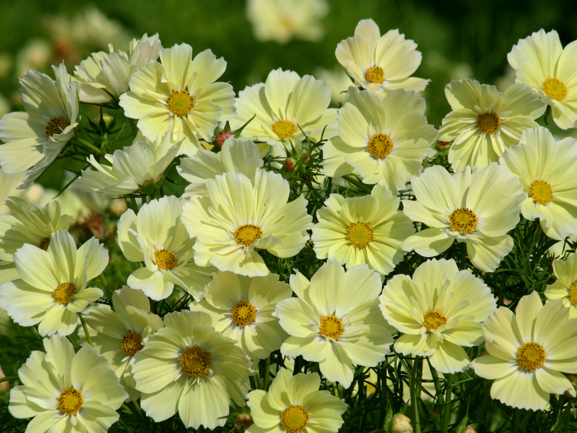 Красивые желтые цветы космея крупным планом