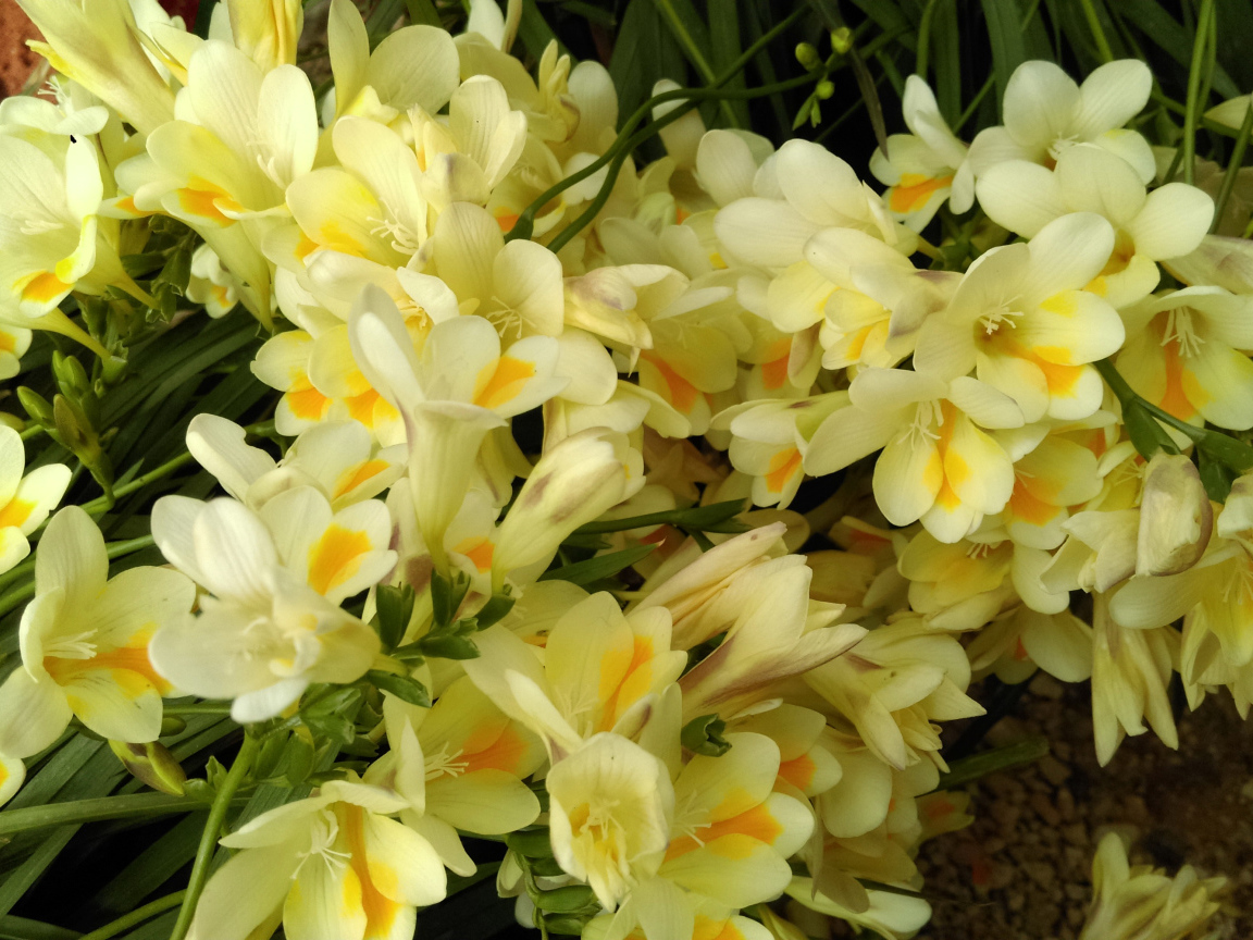 Красивые желтые цветы фрезия крупным планом