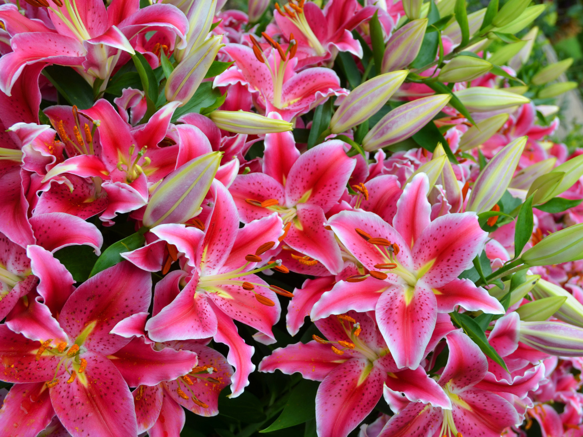 Большой букет красивых розовых лилий  