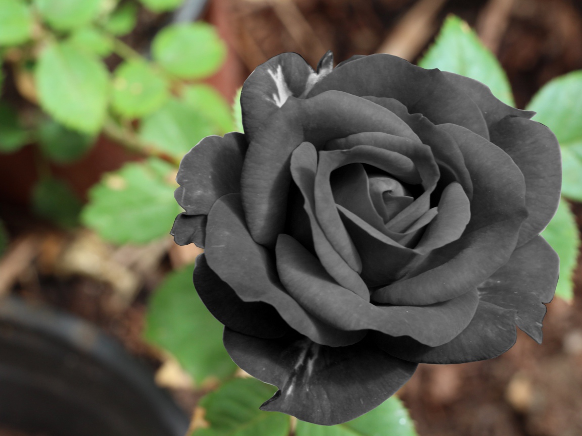 Цветок черной розы крупным планом