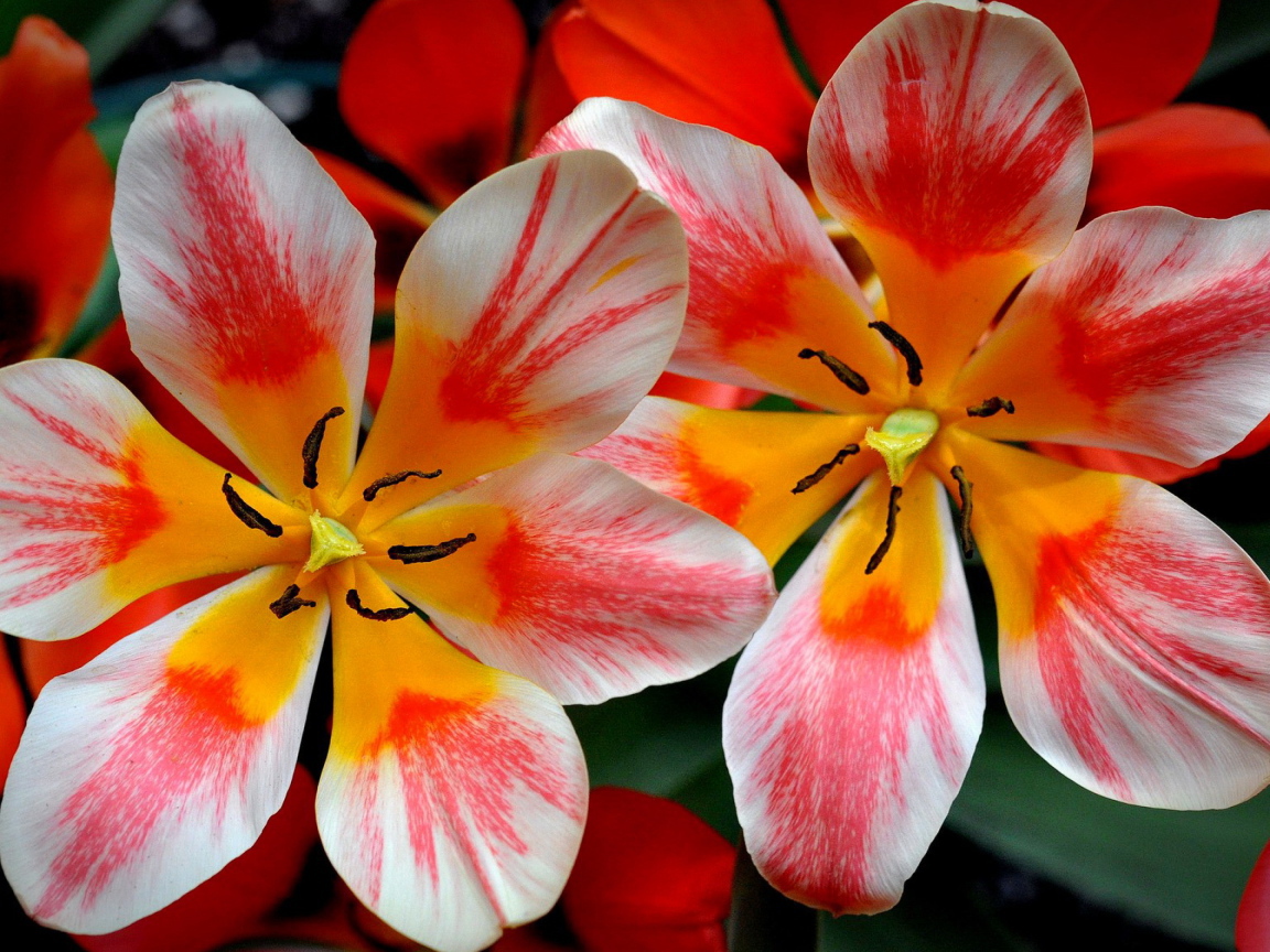 Распустившиеся розовые тюльпаны 