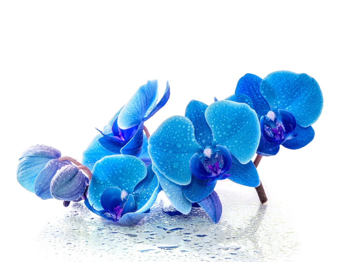 Голубые экзотические орхидеи в каплях воды на белом фоне