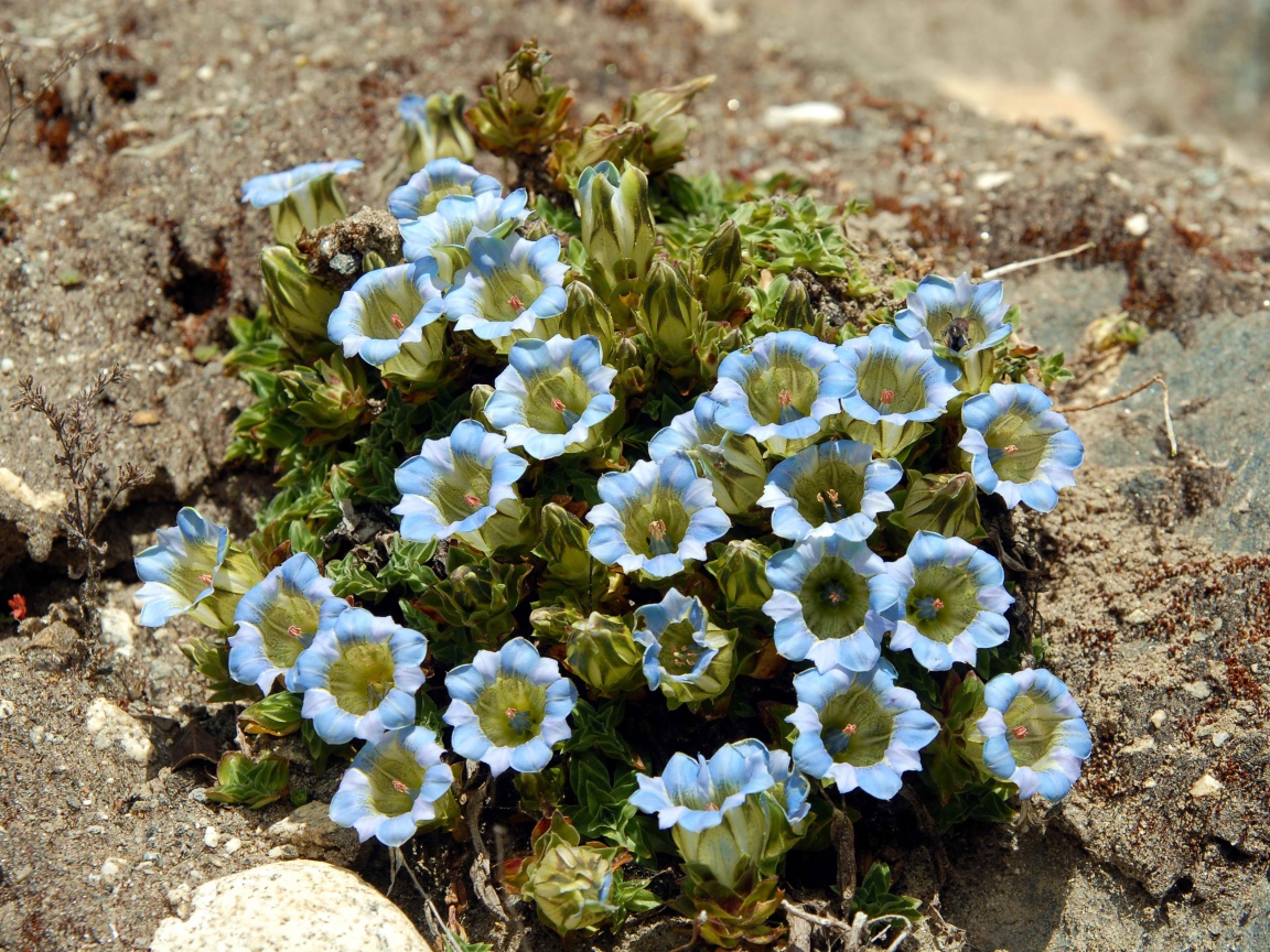 Голубые цветы на камне