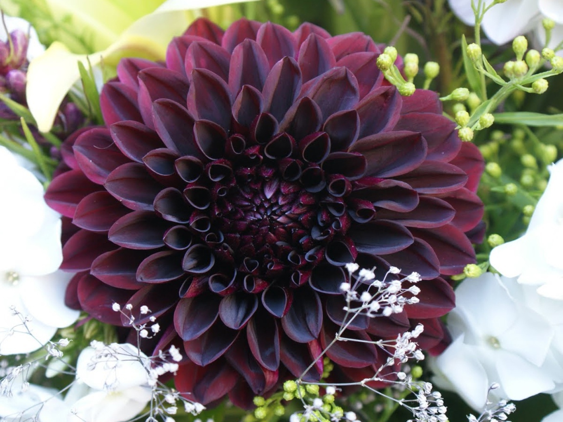 Бордовая георгина с белыми цветами в букете 