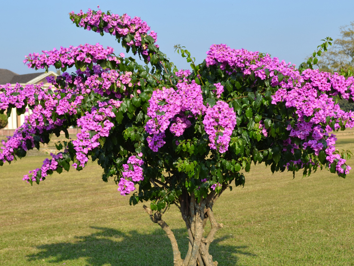 Дерево  Бугенвиллия с красивыми розовыми цветами