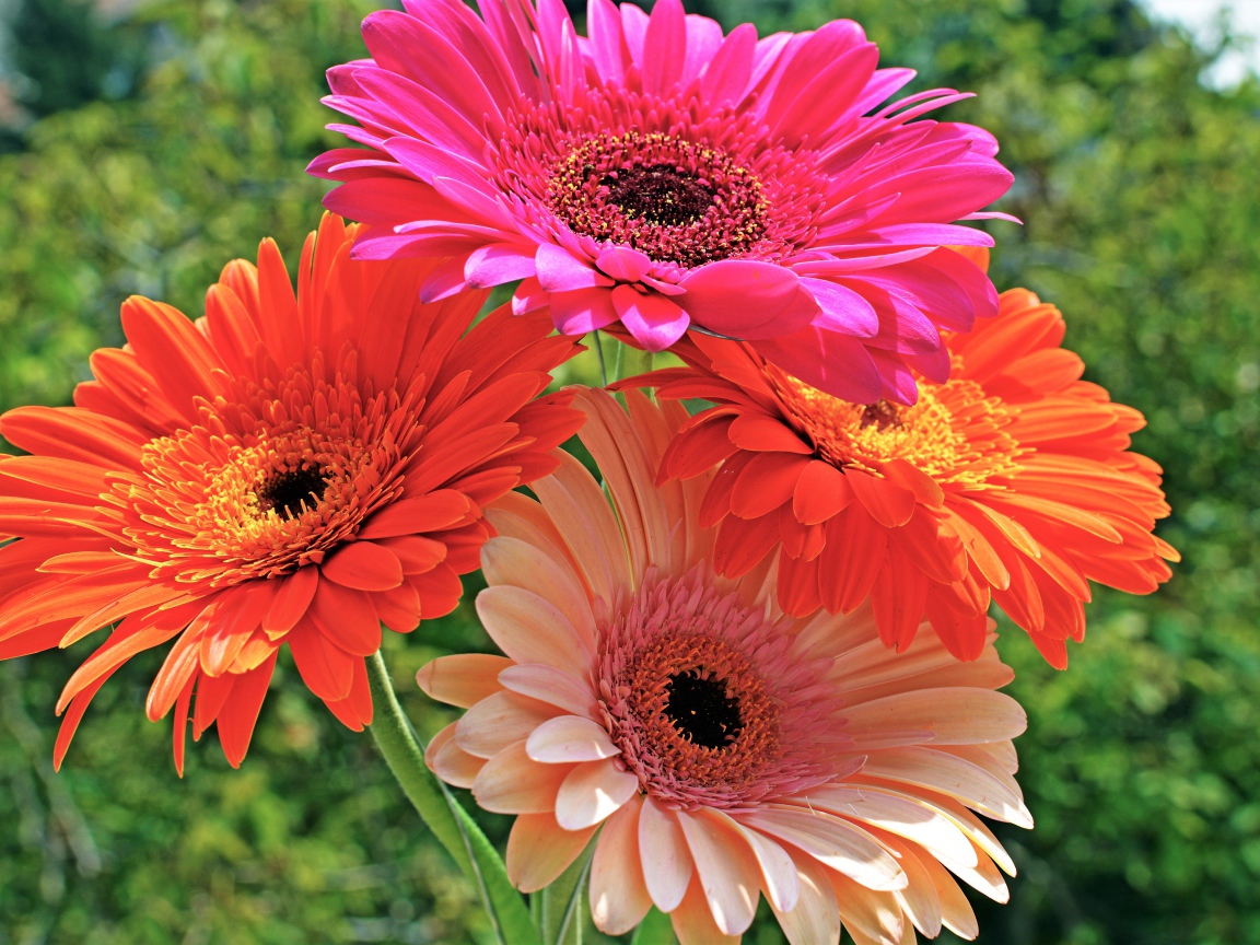 Букет красивых нежных гербер