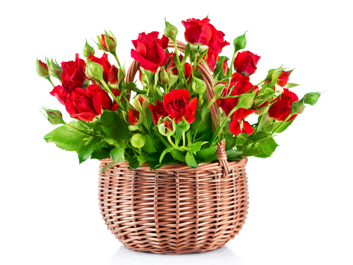 Букет красивых красных роз в корзине на белом фоне 