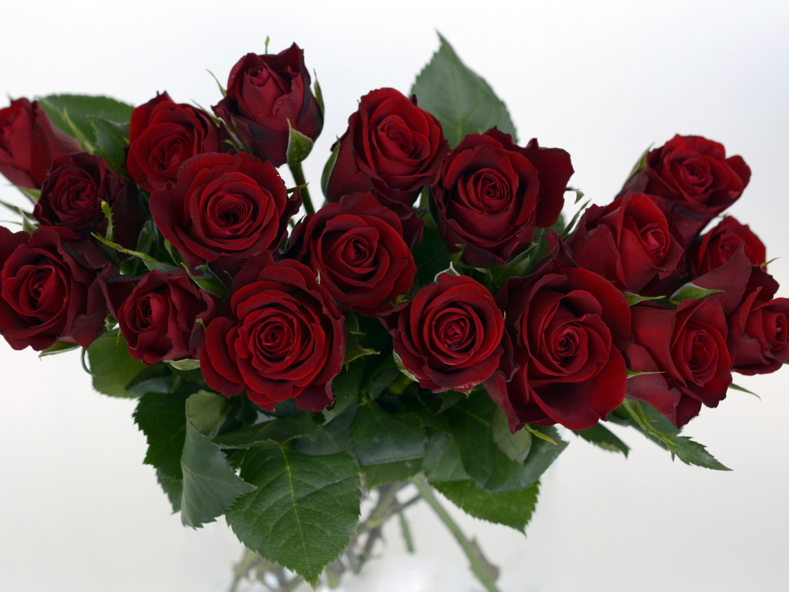 Букет бордовых роз крупным планом на белом фоне 