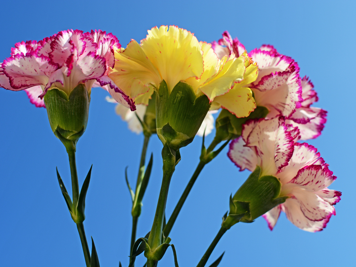 Букет гвоздик на голубом фоне крупным планом