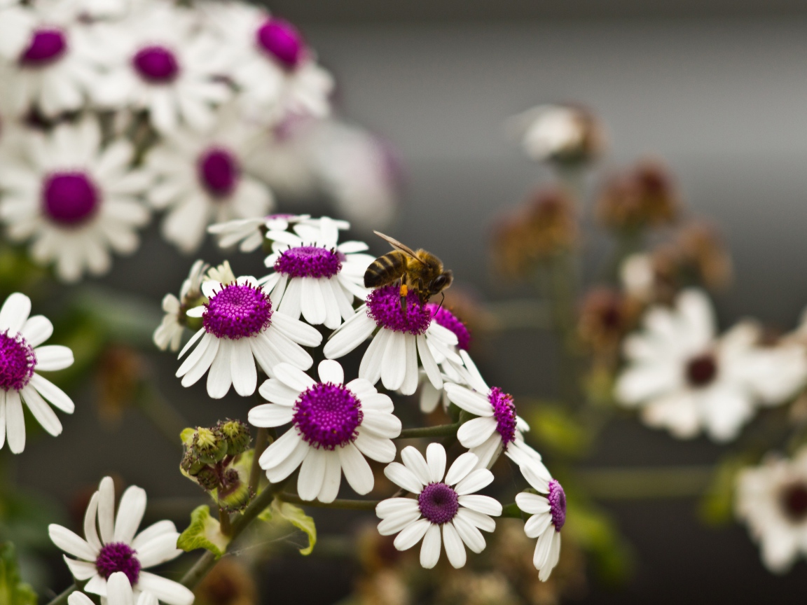 Ромашки с белыми лепестками и сиреневой серединкой 