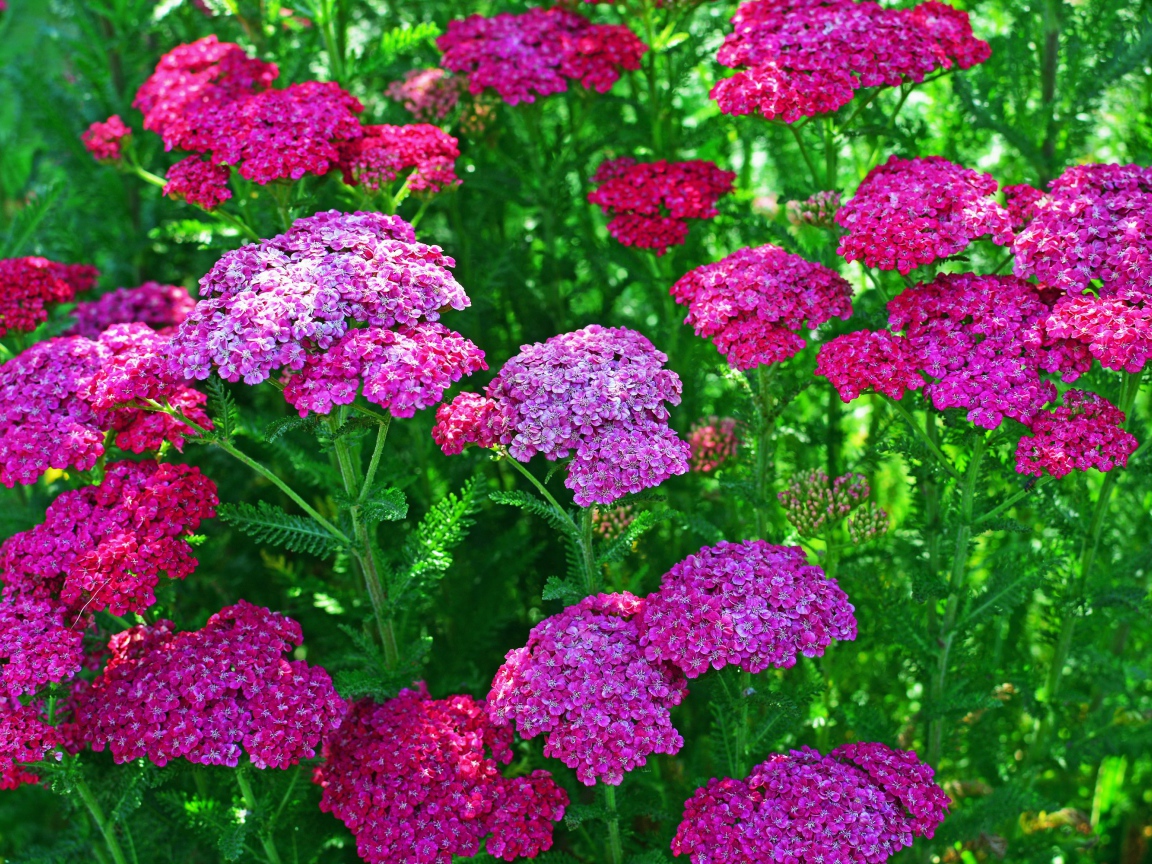 Нежные розовые цветы вербена