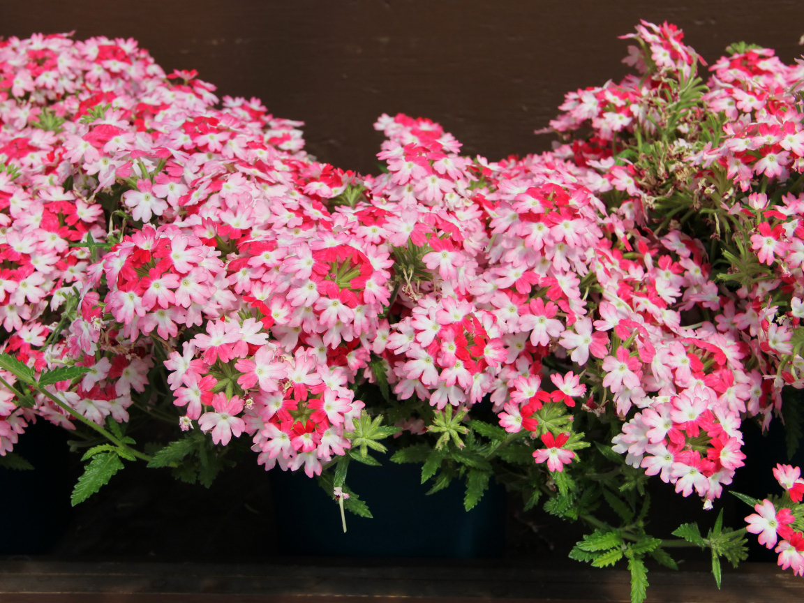 Нежные розовые цветы вербена крупным планом