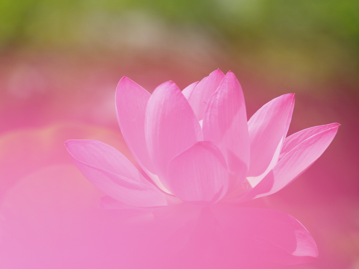 Нежный розовый цветок лотоса крупным планом