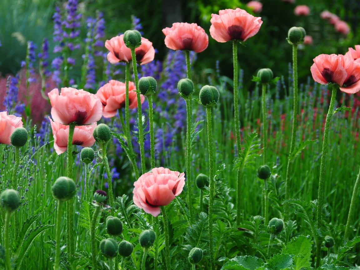 Нежные розовые маки в поле 