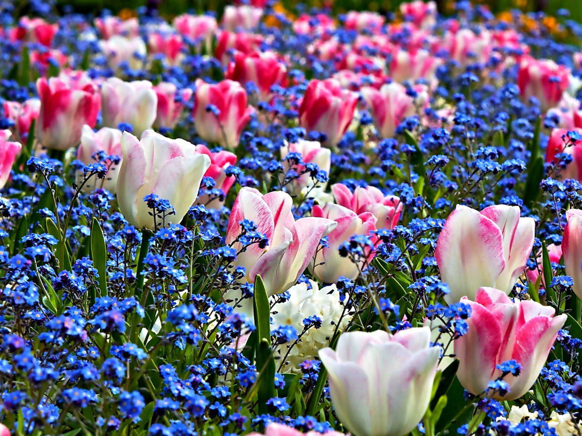 Нежные розовые тюльпаны среди голубых цветов 