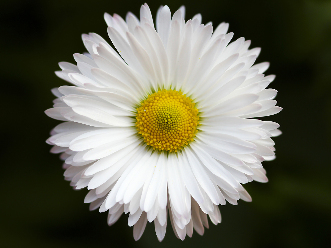 Нежная белая ромашка крупным планом на черном фоне 