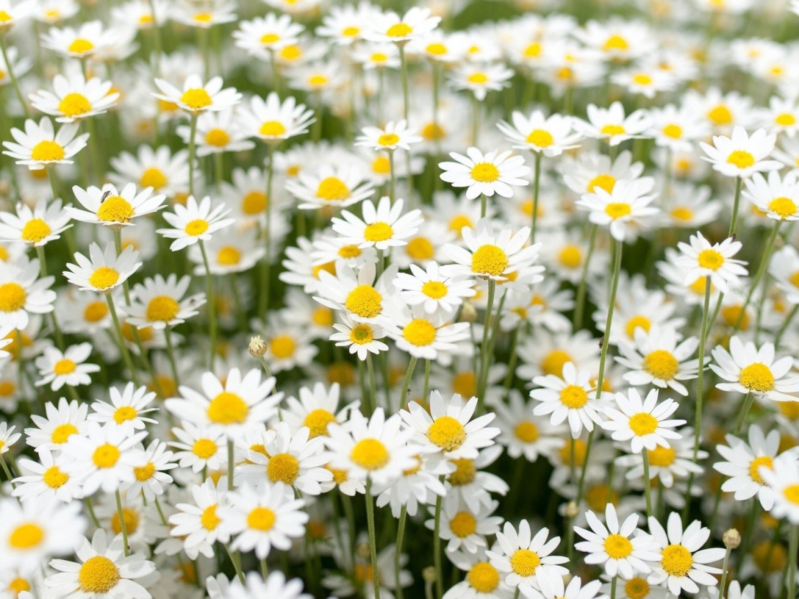 Нежные белые полевые ромашки 