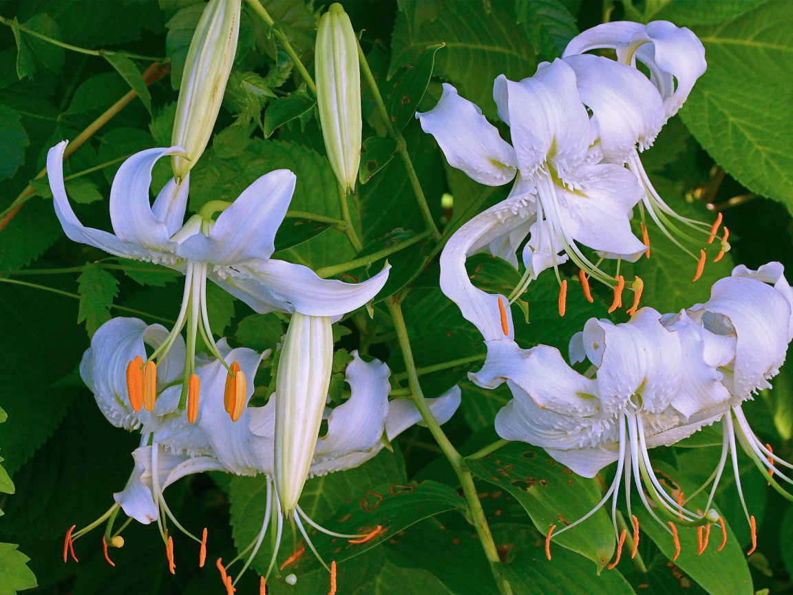 Нежные белые цветы лилии крупным планом