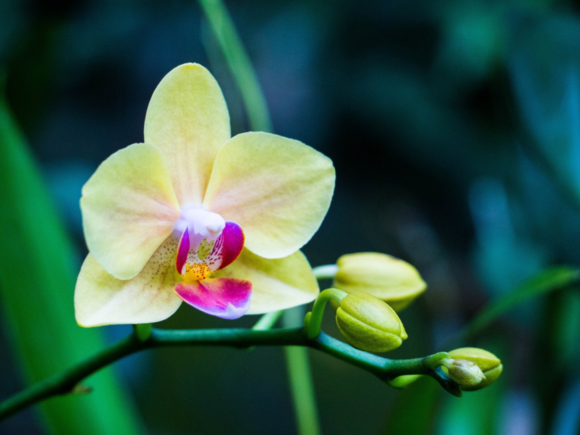 Нежная желтая цветущая орхидея 