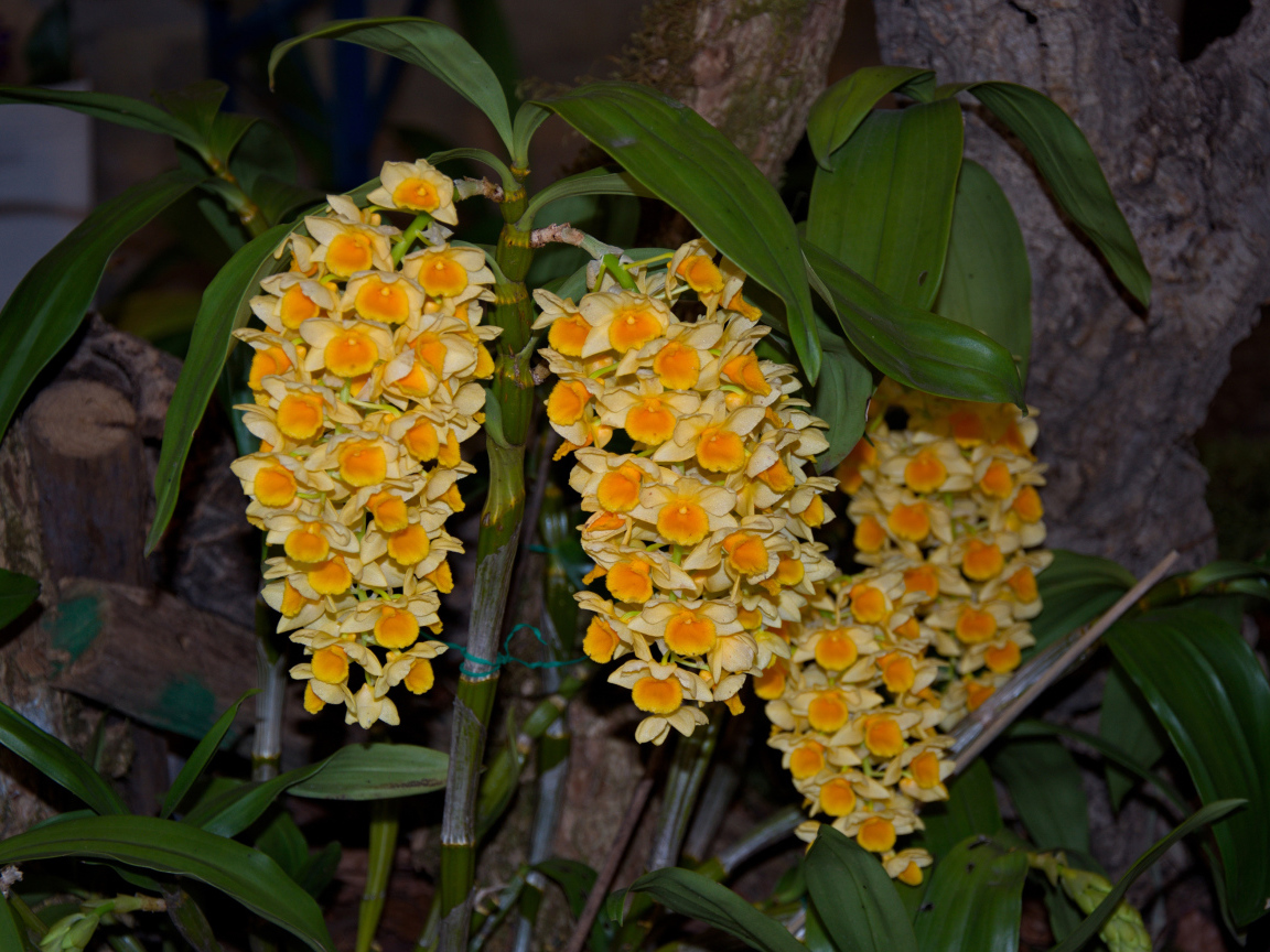 Экзотические желтые цветы орхидеи