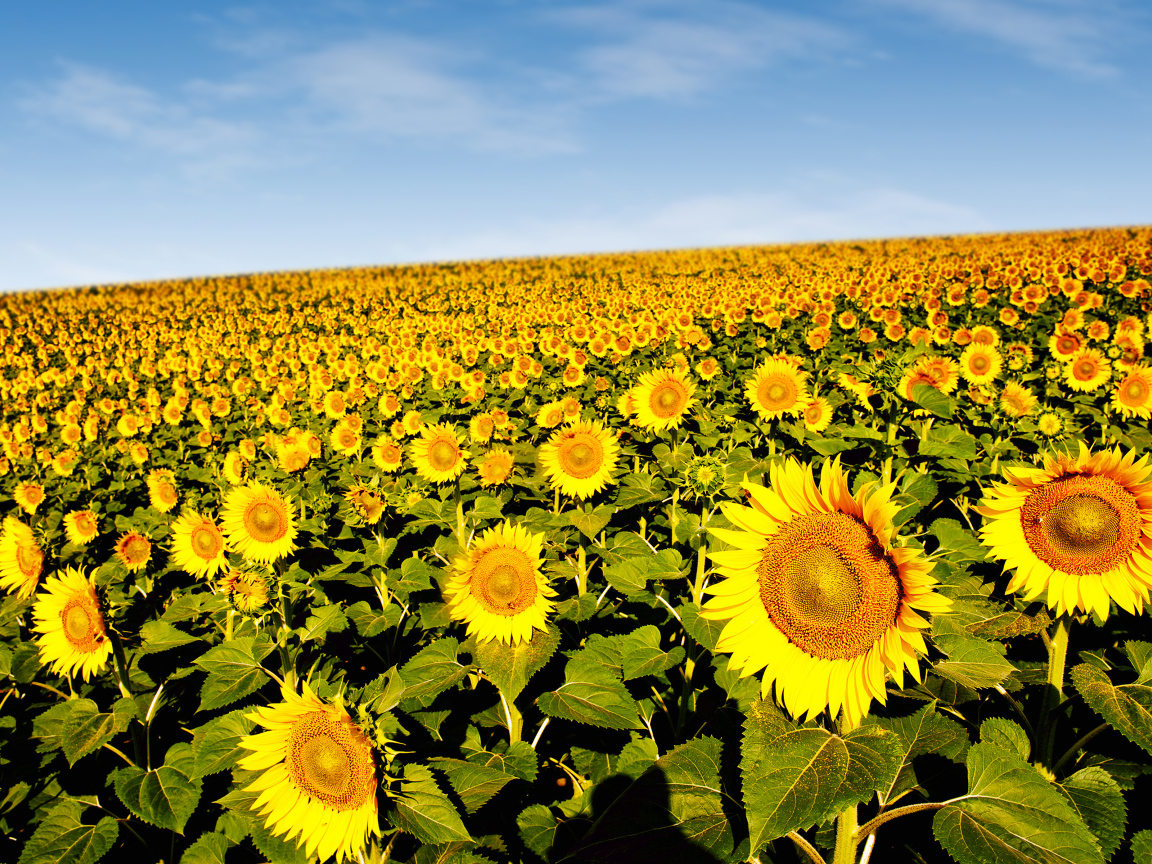 Поле красивых желтых подсолнухов под голубым небом