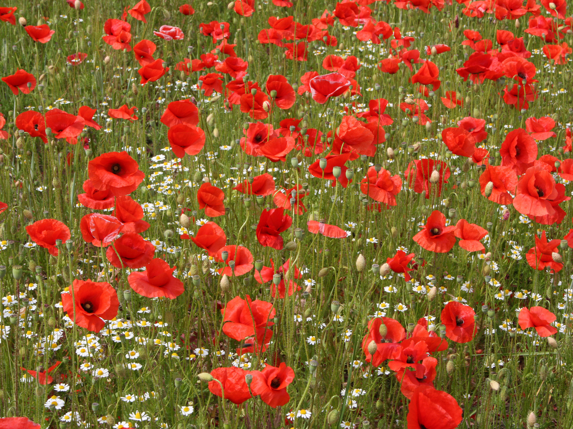 Поле красных маков с белыми ромашками