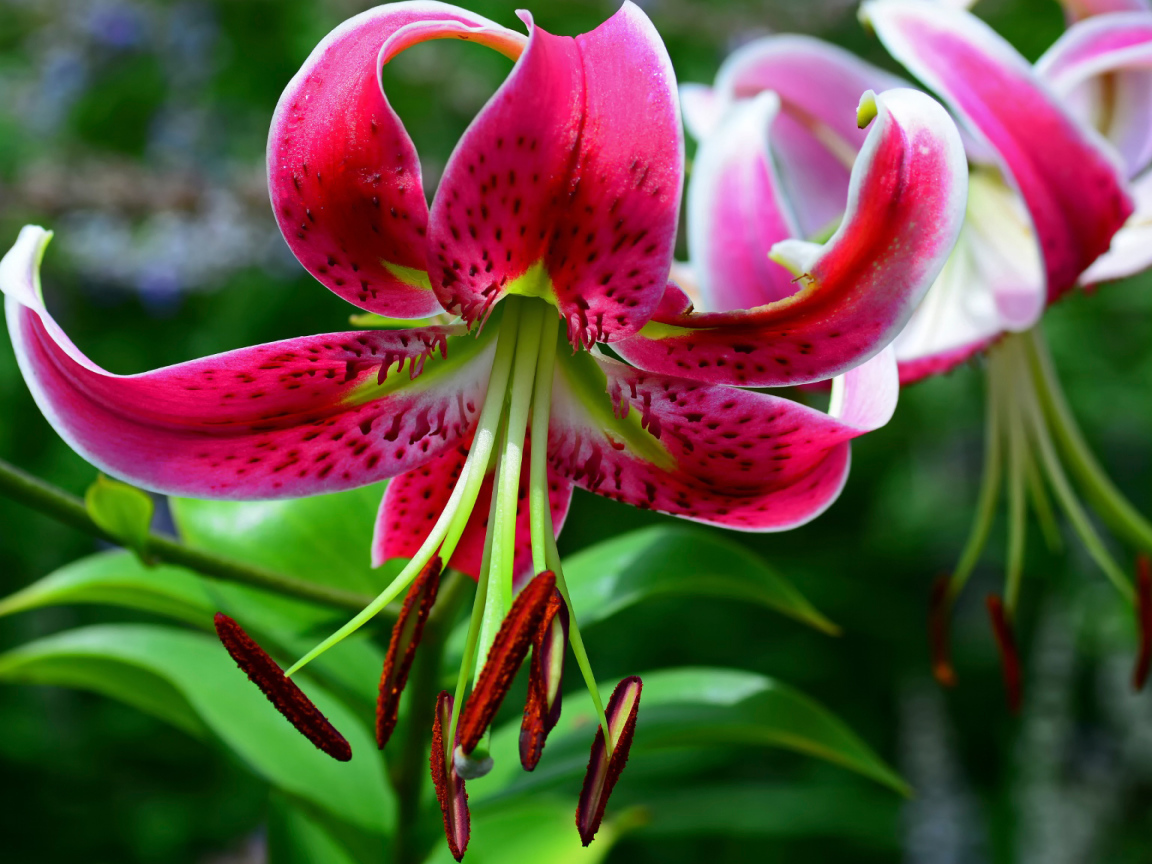 Цветок розовой лилии крупным планом 