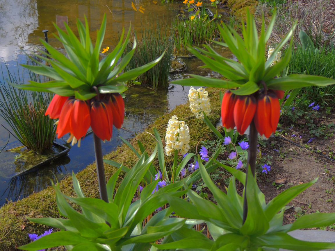 Цветы рябчики и гиацинты у водоема