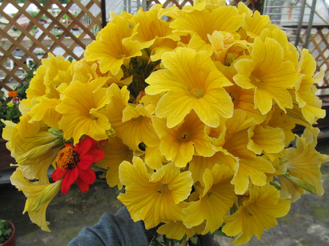 Большой букет цветов сальпиглоссис крупным планом