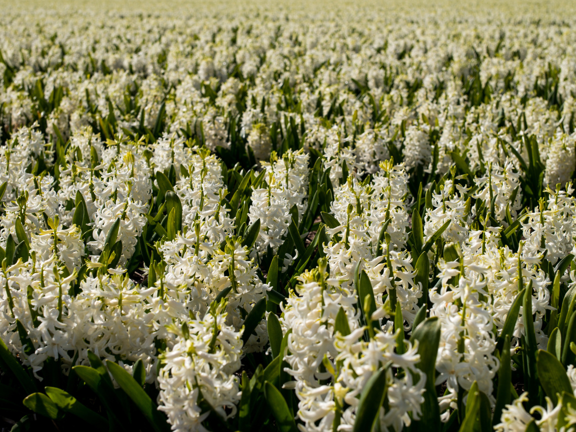 Большое поле белых гиацинтов