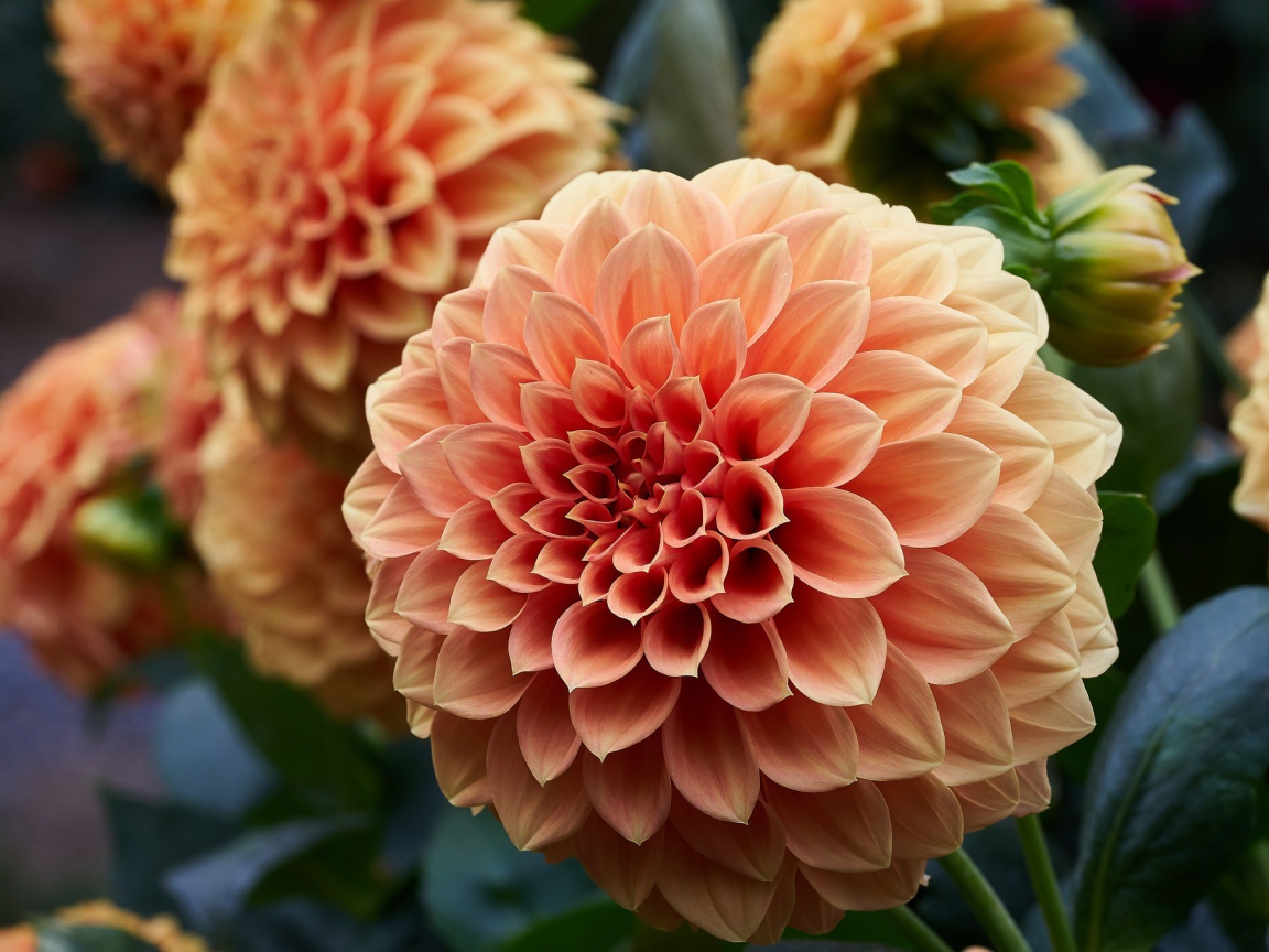 Крупный цветок георгин кремового цвета 