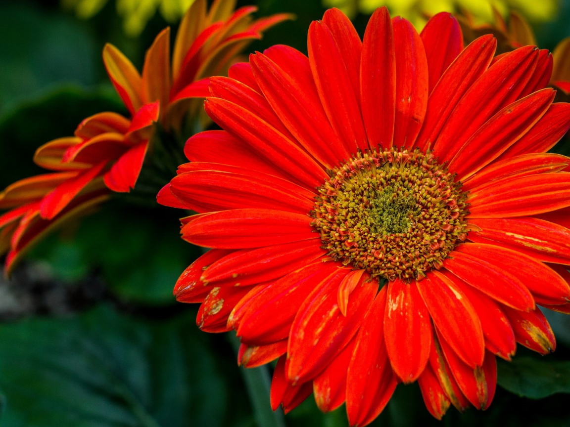 Крупный оранжевый цветок гербера 