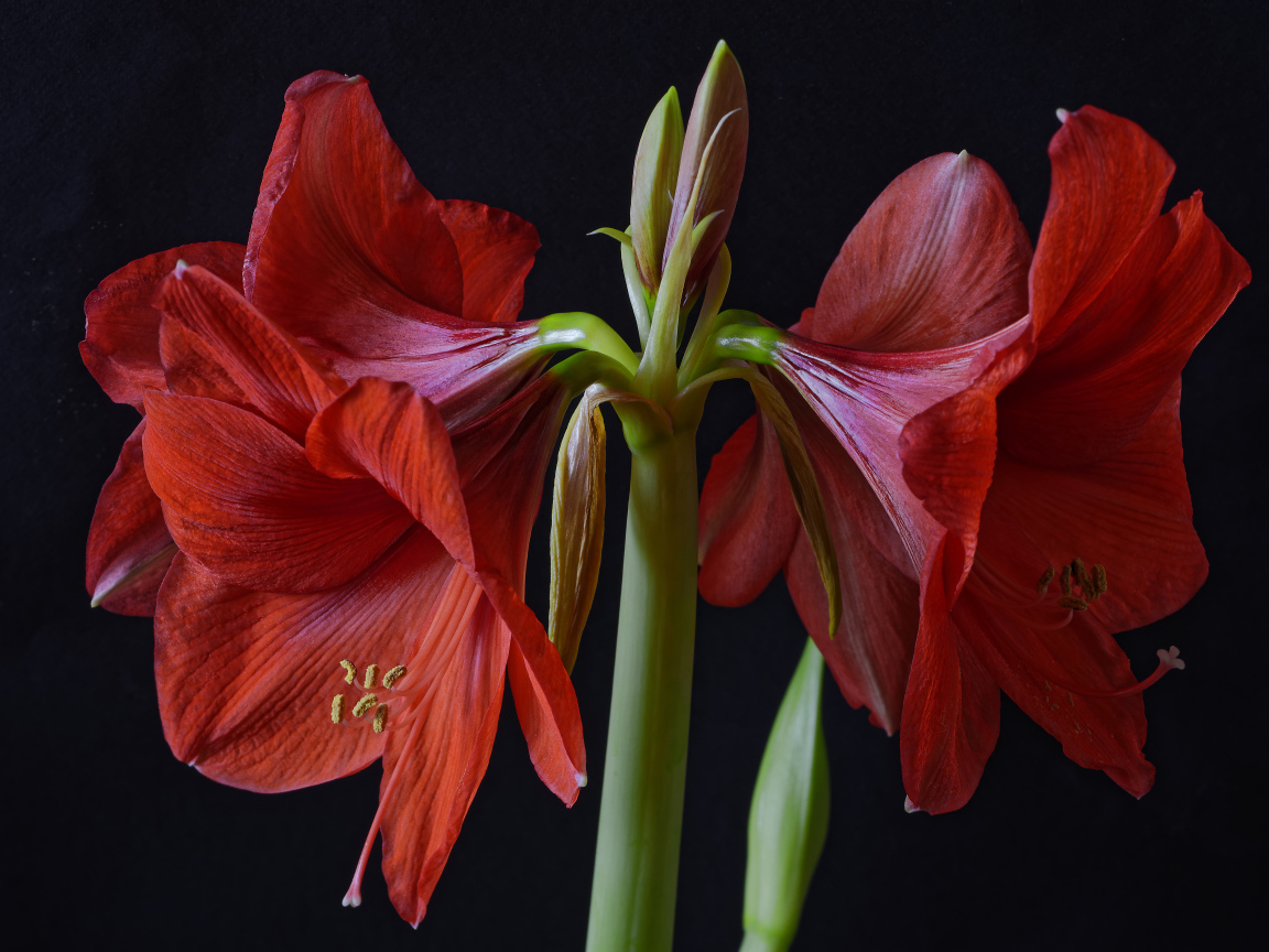 Крупные красные цветы Амариллис на черном фоне
