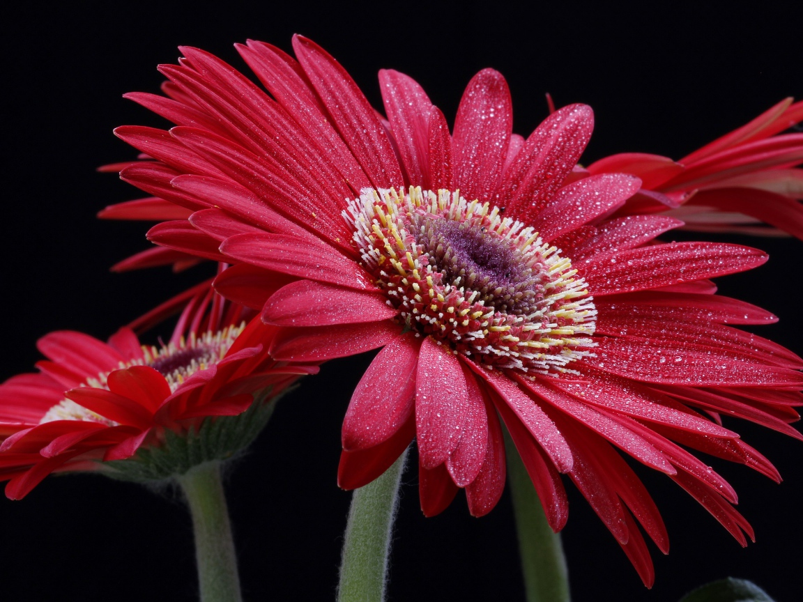 Крупная красная гербера с капельками воды на лепестках