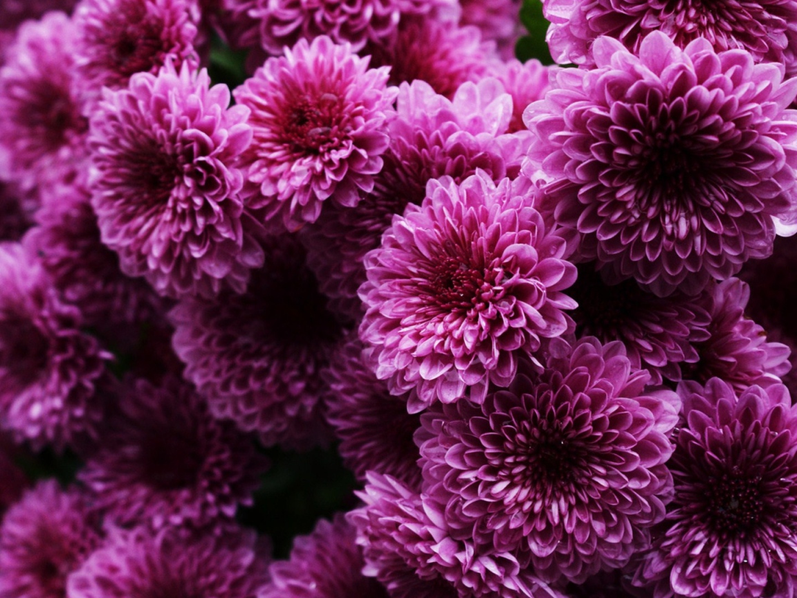 Пышные сиреневые хризантемы 