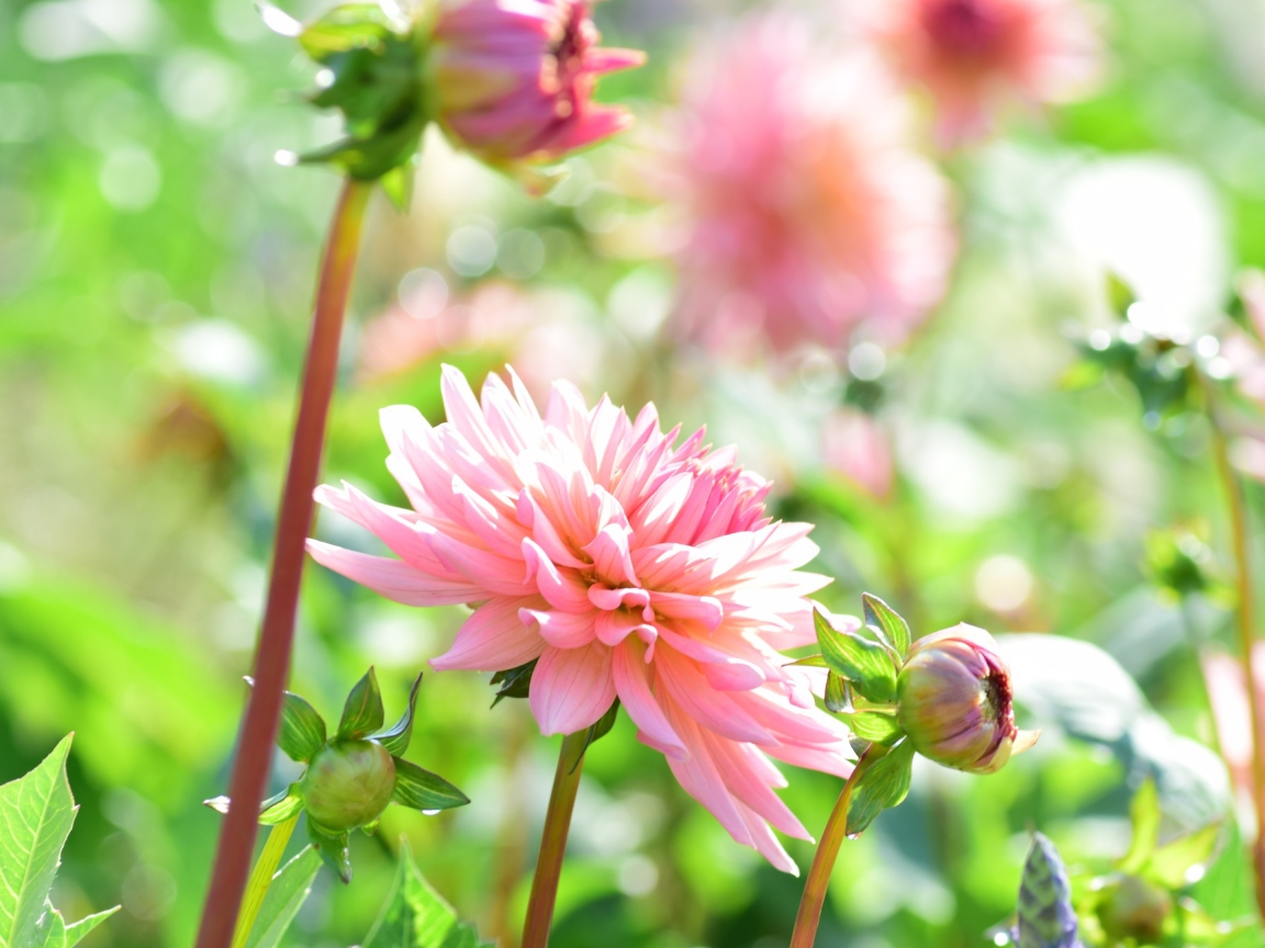 Пышная розовая георгина в саду 