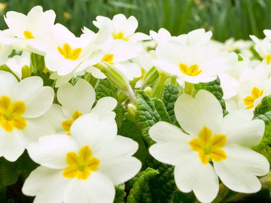 Много белых цветов примулы крупным планом