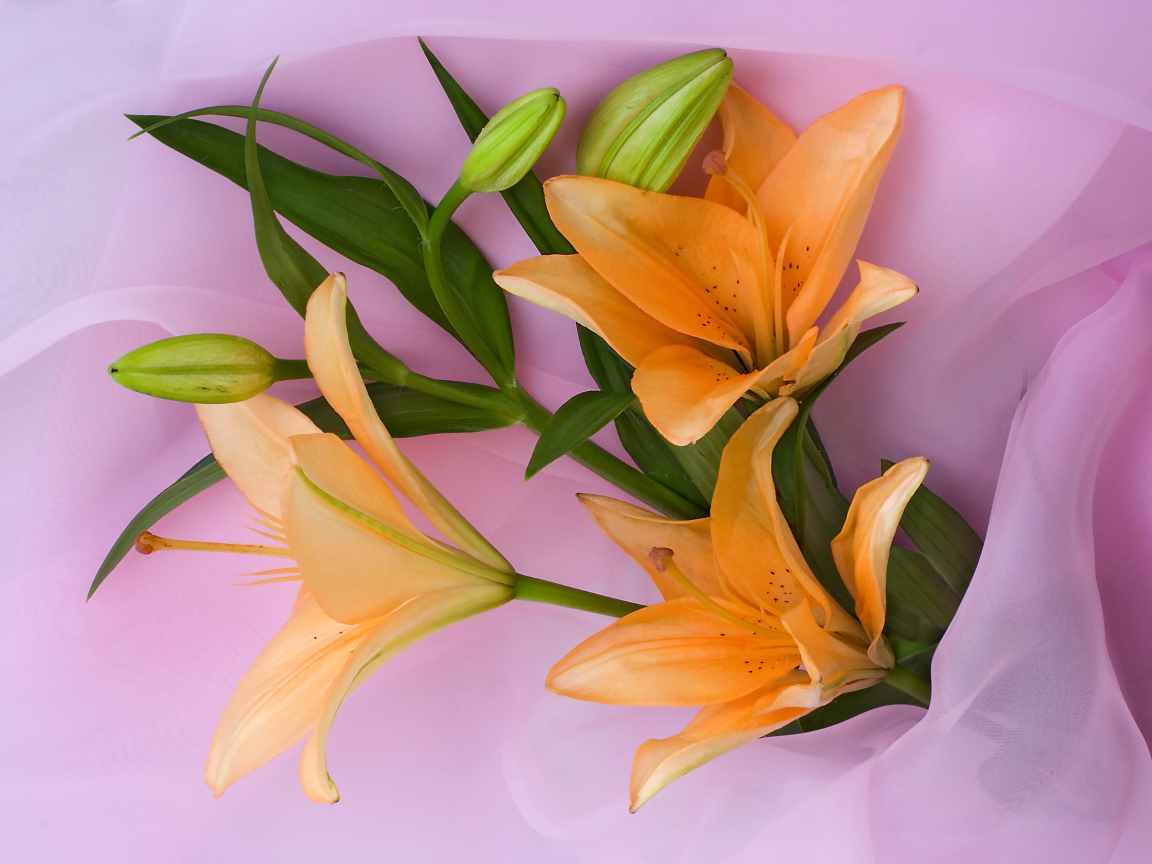 Оранжевые лилии с бутонами на розовом фоне