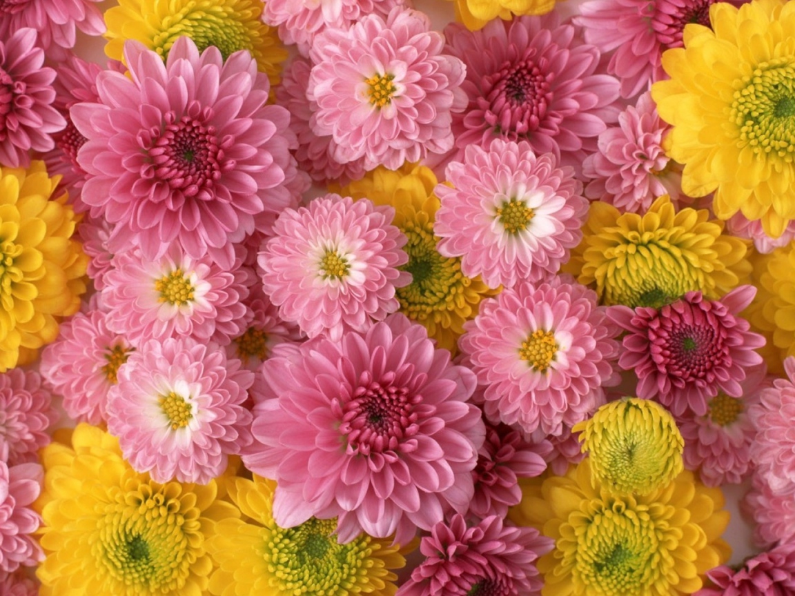 Розовые и желтые красивые цветы георгины  