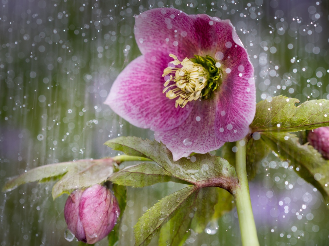 Розовый цветок анемона под дождем 