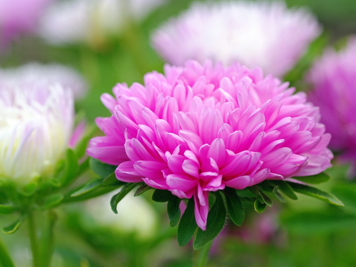 Розовый цветок астра крупным планом