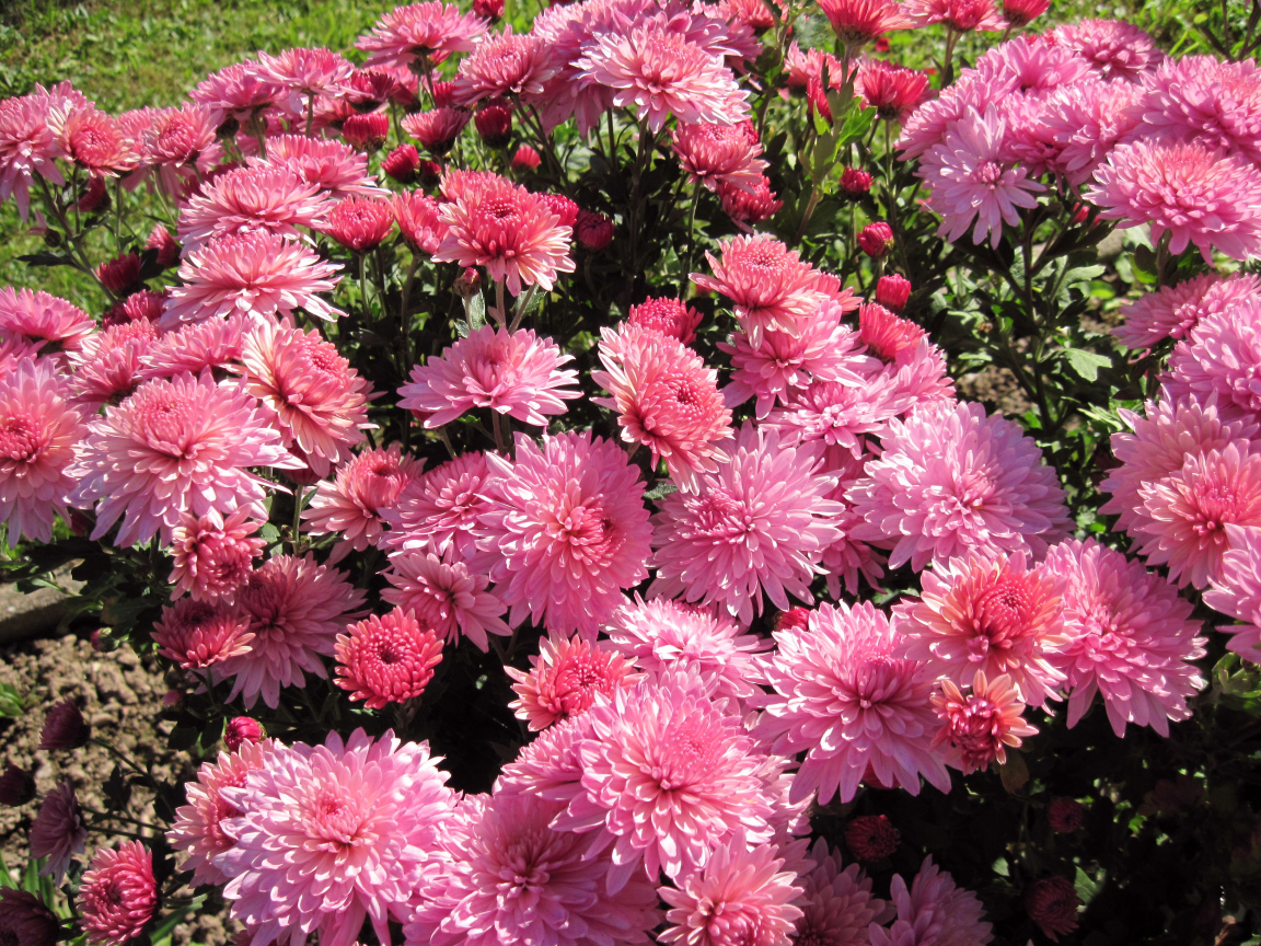 Розовые осенние цветы хризантемы на клумбе