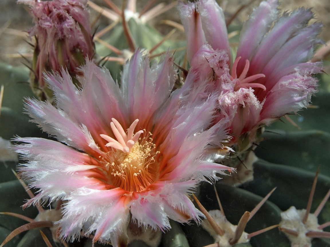 Розовые цветы кактуса крупным планом 