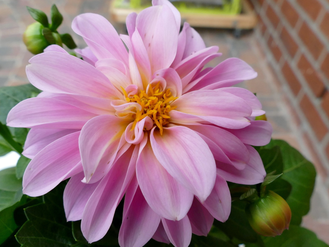 Розовая георгина с большими лепестками 