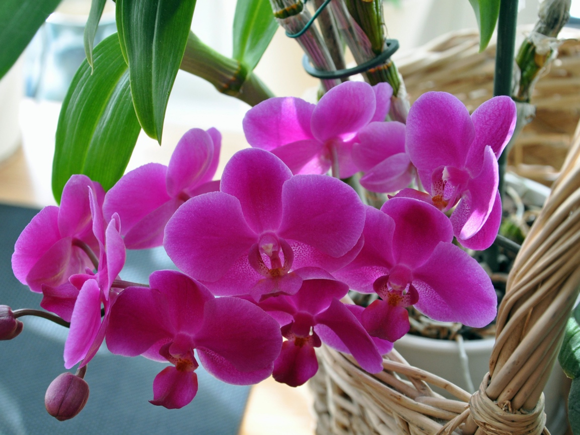 Розовые цветы цветы орхидеи  в корзине 