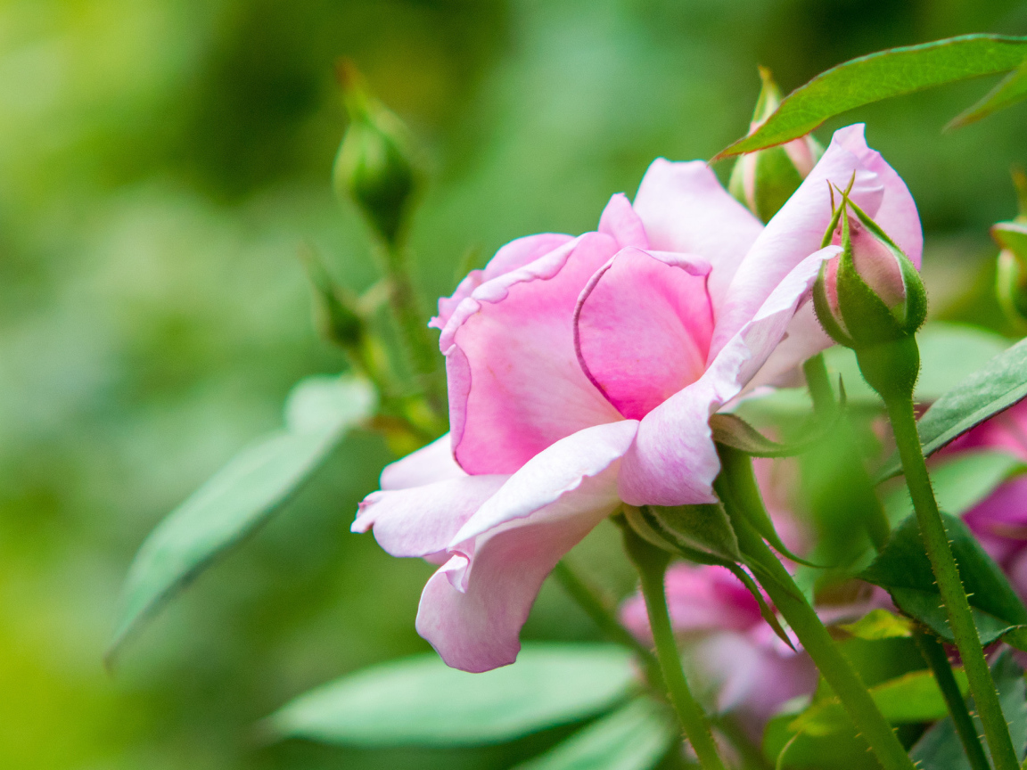 Розовая садовая роза с бутонами 