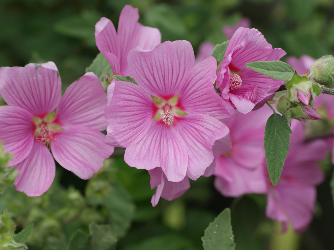 Розовый цветок мальва крупным планом