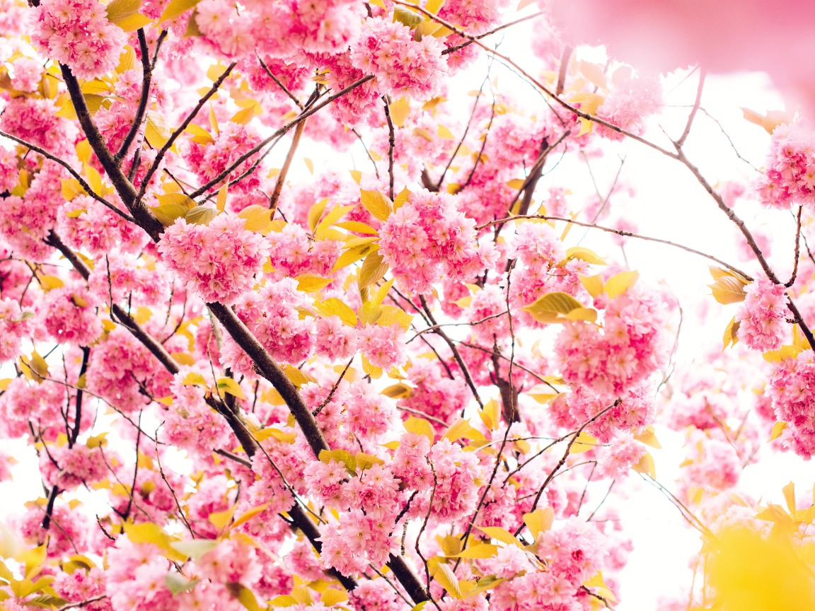 Розовые весенние цветы луизеания 