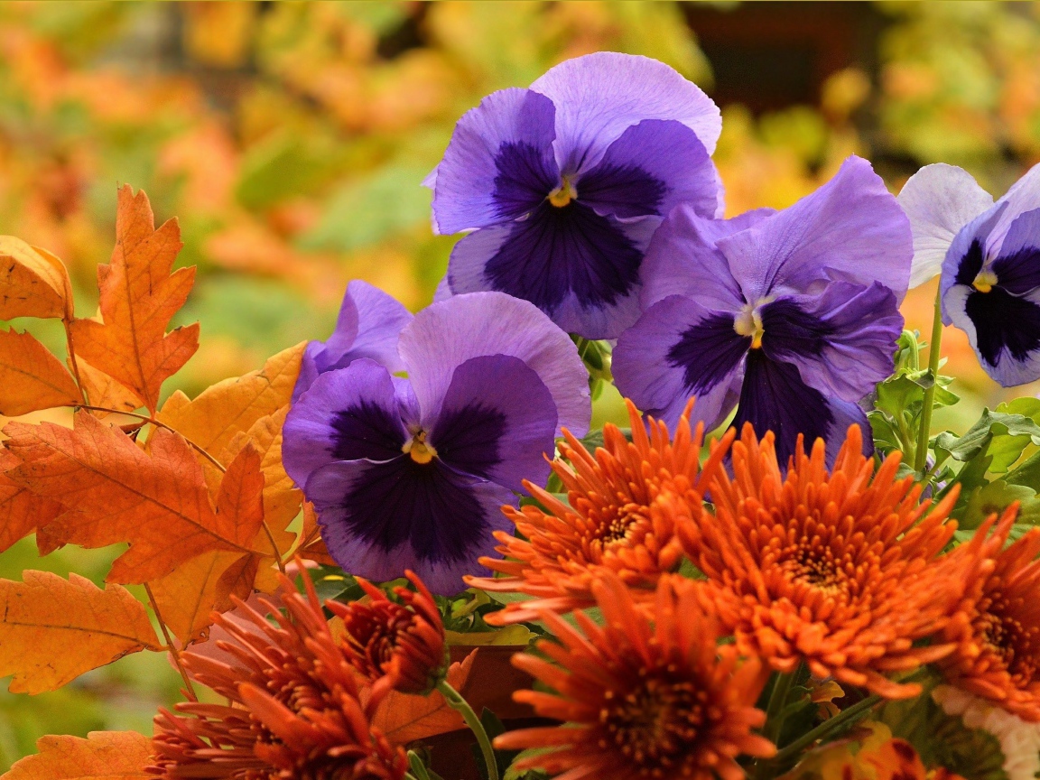 Фиолетовые цветы анютины глазки с оранжевыми цветами хризантемы